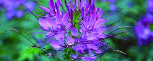 醉蝶花怎么养 醉蝶花怎么养