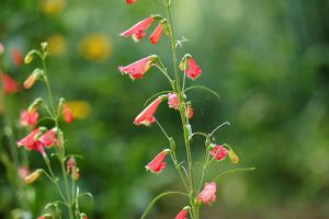 钓钟柳的花期 钓钟柳的花期