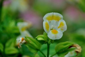 夏堇的四季养护 夏堇的四季养护