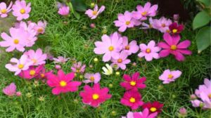 大波斯菊和格桑花区别 大波斯菊和格桑花区别