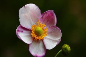 打破碗花常见病虫害及防治方法 打破碗花常见病虫害及防治方法