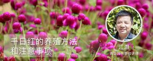 千日红的养殖方法和注意事项 千日红的养殖方法和注意事项