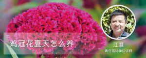 鸡冠花夏天怎么养 鸡冠花夏天怎么养