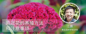 鸡冠花的室内养殖方法和注意事项 鸡冠花的室内养殖方法和注意事项