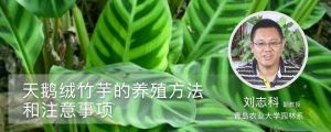 天鹅绒竹芋的养殖方法和注意事项 天鹅绒竹芋的养殖方法和注意事项