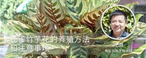 孔雀竹芋花的养殖方法和注意事项 孔雀竹芋花的养殖方法和注意事项