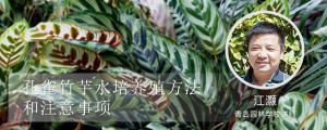 孔雀竹芋水培养殖方法和注意事项 孔雀竹芋水培养殖方法和注意事项