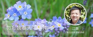 勿忘我春天可以种吗 勿忘我春天可以种吗