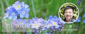 勿忘我花籽什么时候种 勿忘我花籽什么时候种
