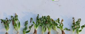 弹簧草的养殖方法和注意事项大全 弹簧草的养殖方法和注意事项大全