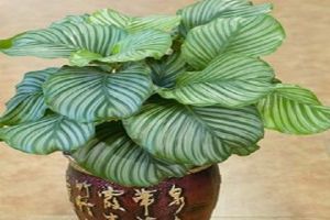 圆叶竹芋有毒吗 圆叶竹芋有毒吗