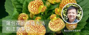 蒲包花的养殖方法和注意事项 蒲包花的养殖方法和注意事项