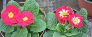 报春花春天怎么养 报春花春天怎么养