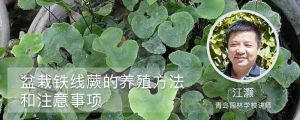盆栽铁线蕨的养殖方法和注意事项 盆栽铁线蕨的养殖方法和注意事项