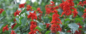 一串红花语是什么,什么季节开花 一串红花语是什么,什么季节开花