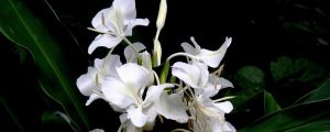 姜花适合在家庭养吗 姜花适合在家庭养吗