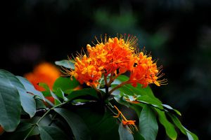 无忧花的繁殖方法 无忧花的繁殖方法