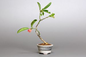 卫矛盆景制作方法 卫矛盆景制作方法