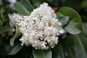 石楠花的主要变种 石楠花的主要变种