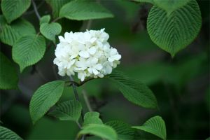 石楠花的病虫害及其防治 石楠花的病虫害及其防治