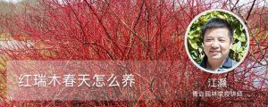 红瑞木春天怎么养 红瑞木春天怎么养