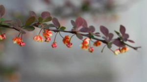 紫叶小檗和红花檵木的区别 紫叶小檗和红花檵木的区别