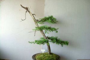 杜松盆景的制作和养护 杜松盆景的制作和养护