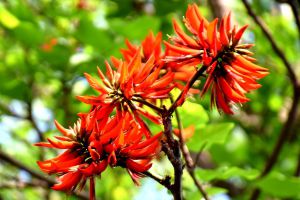 龙牙花的病虫害及其防治 龙牙花的病虫害及其防治