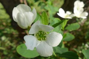 白鹃梅的价值与作用 白鹃梅的价值与作用