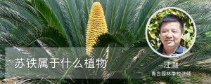 苏铁属于什么植物 苏铁属于什么植物