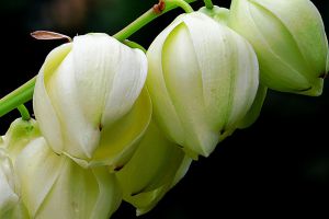 丝兰开花不实要怎么办 丝兰开花不实要怎么办