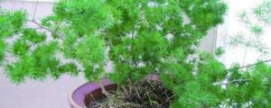 新栽的蓬莱松叶子黄了、掉落怎么处理 新栽的蓬莱松叶子黄了、掉落怎么处理