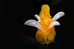 金苞花有毒吗 金苞花有毒吗