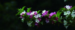 海仙花怎么繁殖 海仙花怎么繁殖