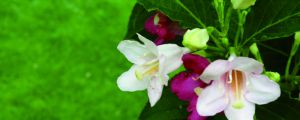 海仙花的养护方法及注意事项 海仙花的养护方法及注意事项