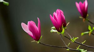 紫玉兰和广玉兰的区别 紫玉兰和广玉兰的区别