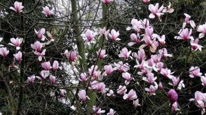 紫玉兰怎么养 紫玉兰怎么养