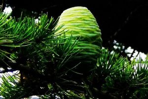 雪松会结果吗 雪松会结果吗
