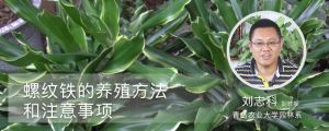 螺纹铁的养殖方法和注意事项 螺纹铁的养殖方法和注意事项