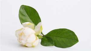 小叶栀子花怎么养 小叶栀子花怎么养