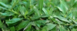 小叶栀子花的养殖方法和注意事项 小叶栀子花的养殖方法和注意事项