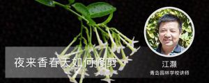 夜来香春天如何修剪 夜来香春天如何修剪