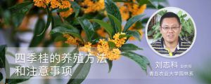 四季桂的养殖方法和注意事项 四季桂的养殖方法和注意事项