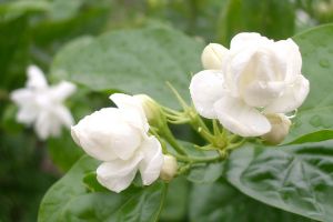 毛茉莉和茉莉花的区别 毛茉莉和茉莉花的区别