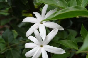 毛茉莉的养殖方法和注意事项 毛茉莉的养殖方法和注意事项
