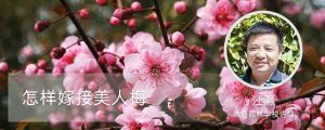 怎样嫁接美人梅,如何繁殖 怎样嫁接美人梅,如何繁殖