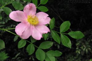 缫丝花怎么修剪 缫丝花怎么修剪