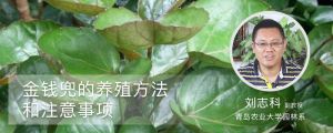金钱兜的养殖方法和注意事项 金钱兜的养殖方法和注意事项