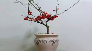 贴梗海棠掉叶子怎么办 贴梗海棠掉叶子怎么办