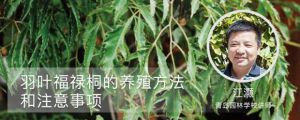 羽叶福禄桐的养殖方法和注意事项